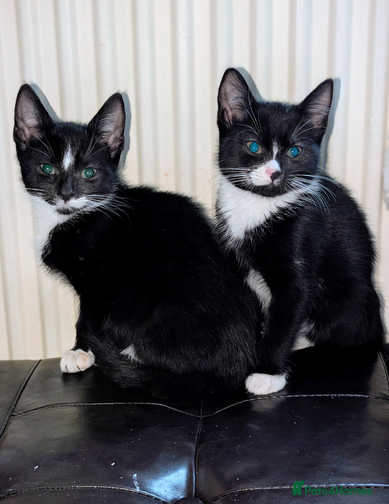 British Shorthair cats Brother & Sister - Advert 5