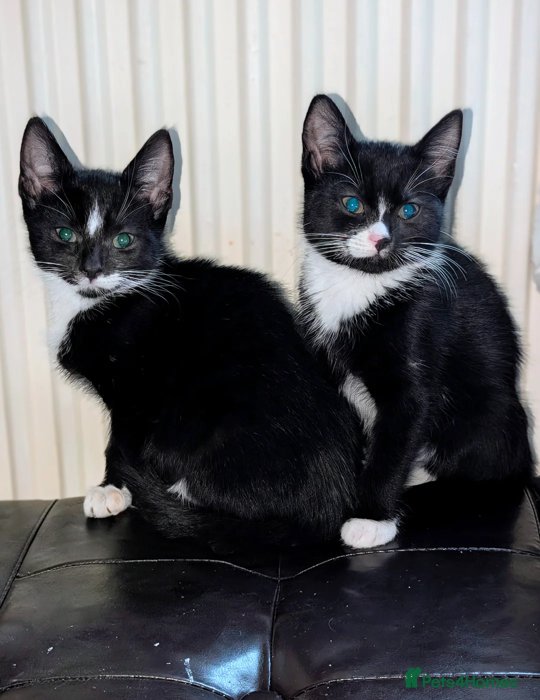 British Shorthair cats for sale: Brother & Sister - Advert 1