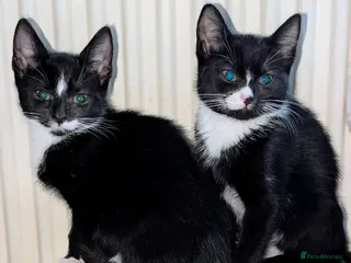 British Shorthair cats Brother & Sister - Advert 14