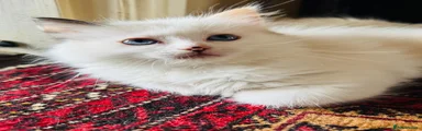 Ragdoll 3