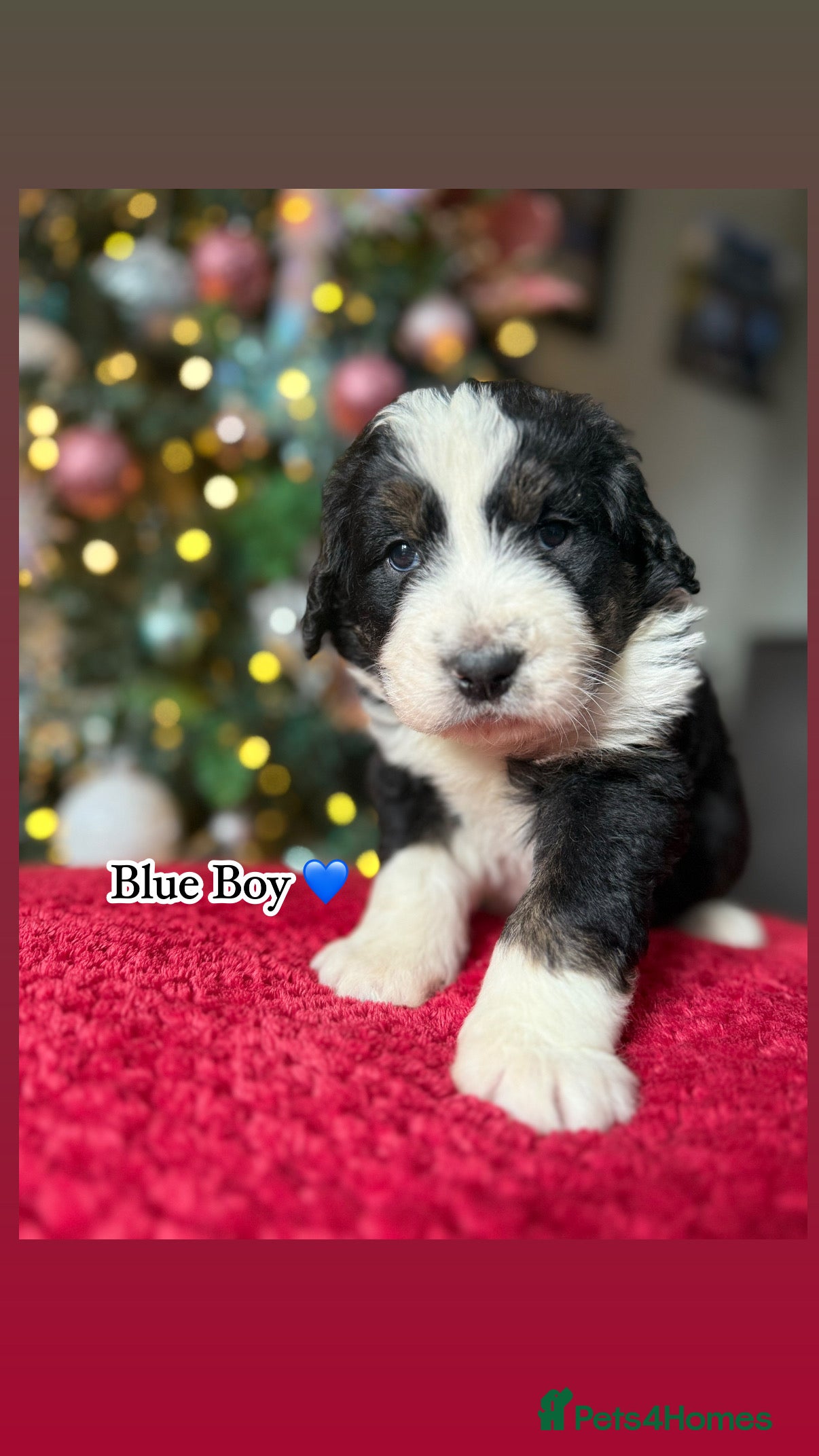Bernedoodle dogs 💙 Chunky Bernedoodles with TRI🩷 - Advert 2
