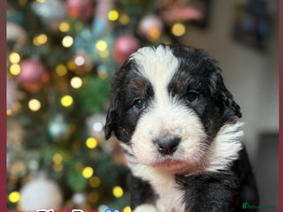 Bernedoodle dogs 💙 Chunky Bernedoodles with TRI🩷 - Advert 3