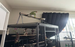 Conures birds for sale: Alexandrian  - Image 6