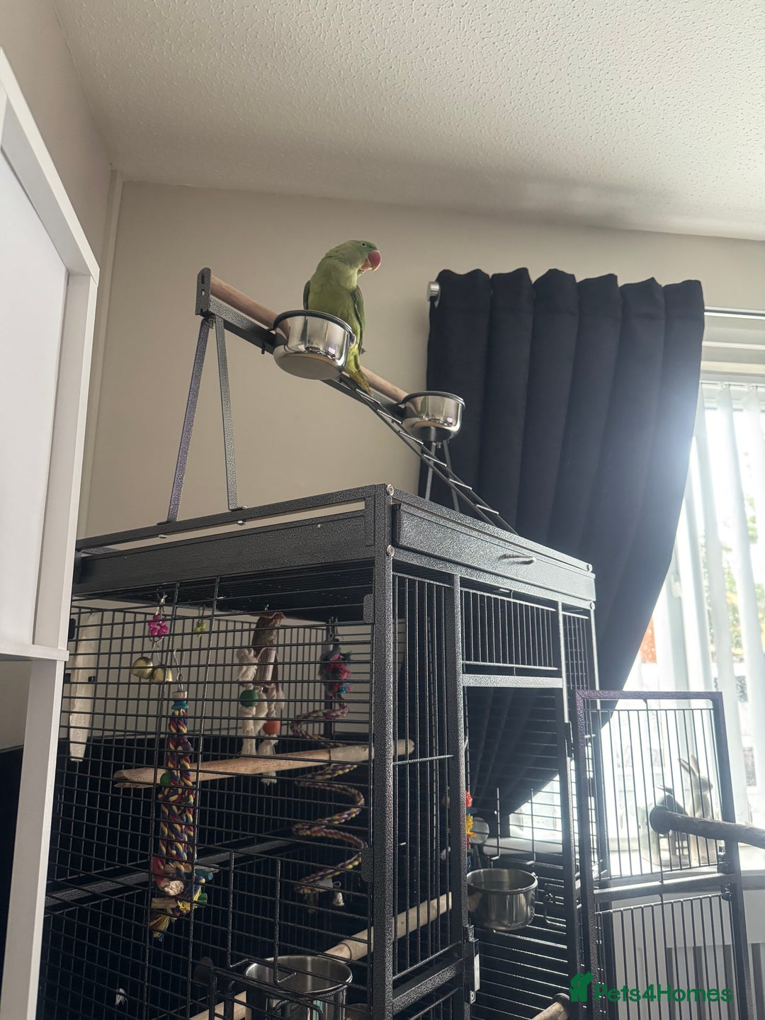 Conures birds for sale: Alexandrian  - Image 6