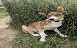 Mixed Breed dogs for adoption: 💖🐶 LISKA 🐶💖 - Image 3