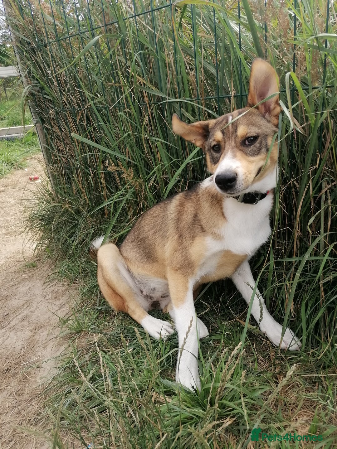 Mixed Breed dogs for adoption: 💖🐶 LISKA 🐶💖 - Image 3