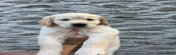 Golden Retriever dogs for sale: Gorgeous Golden Retriever Puppies  - Advert 13