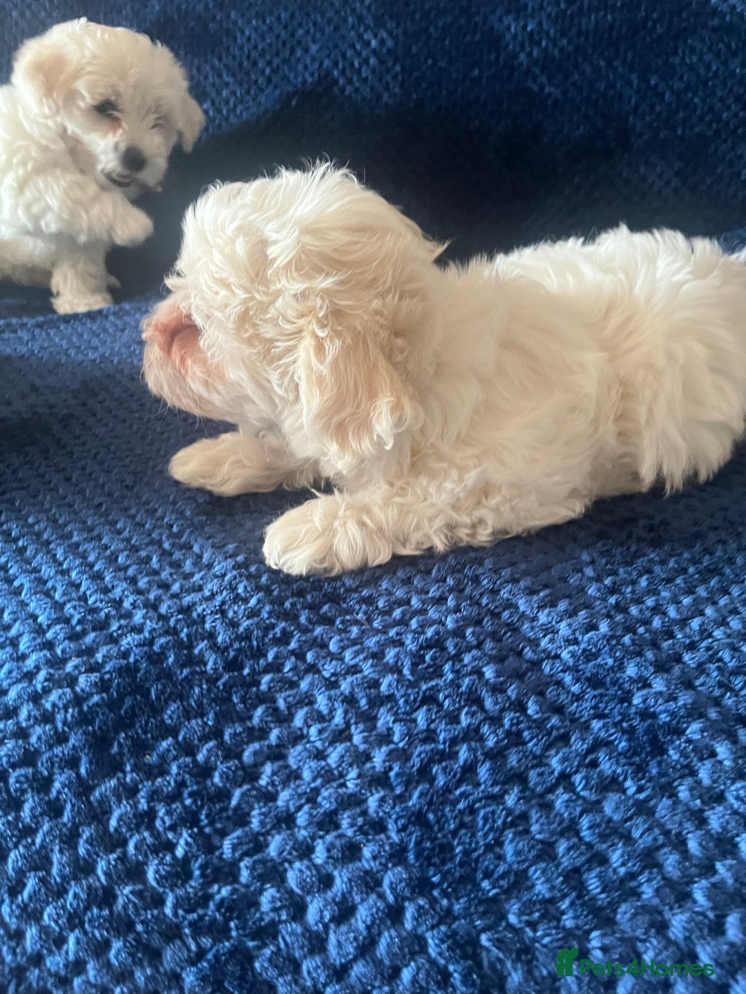 Bichon Frise dogs for sale: 4 adorable bichon puppy’s  - Image 24