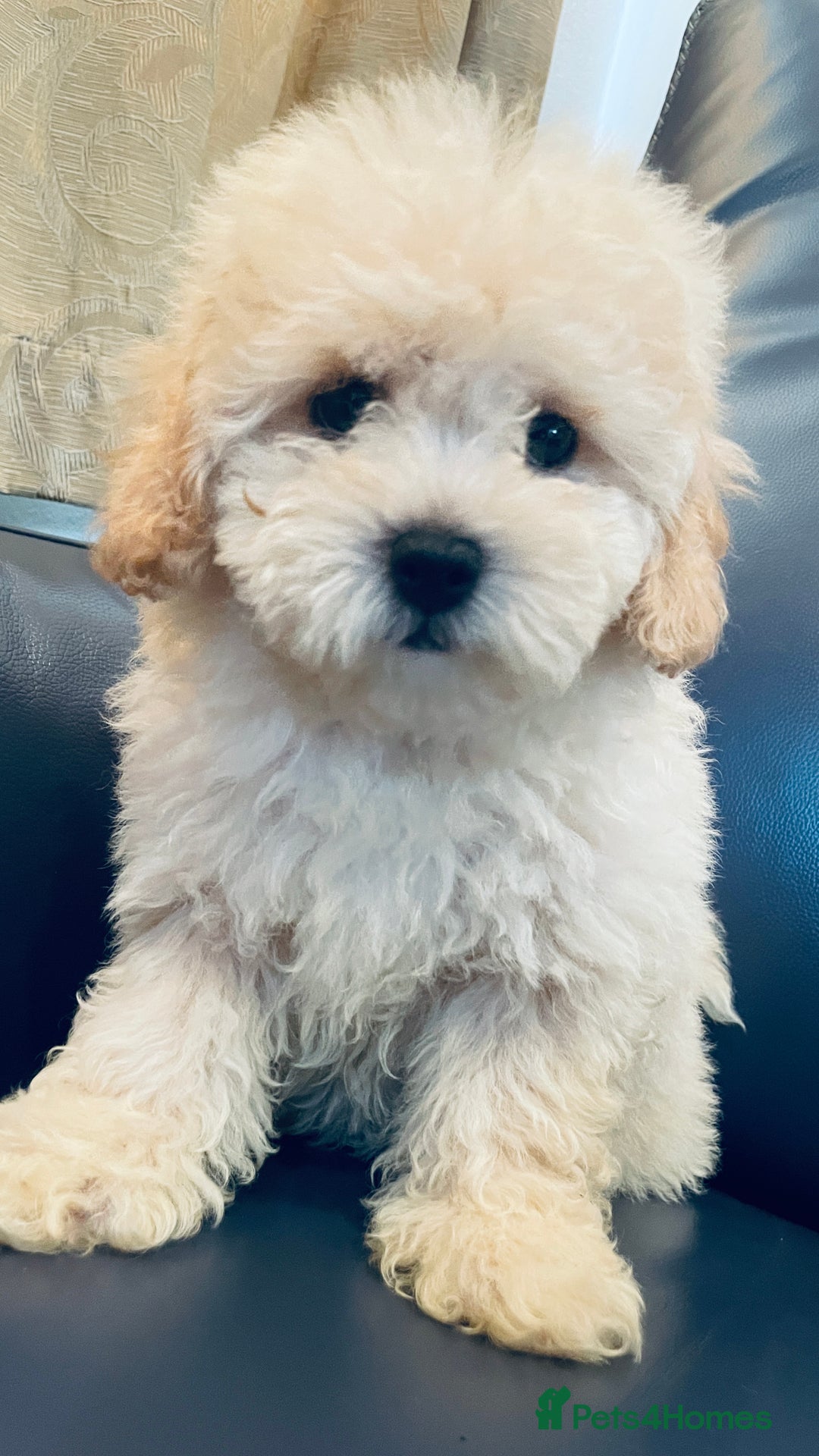 Maltipoo dogs for sale: Stuning Maltipoo Puppies Ready To Go - Image 26