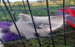 Ragdoll cats for sale: Meet theses beautiful Rag doll kittens today. - Advert 2