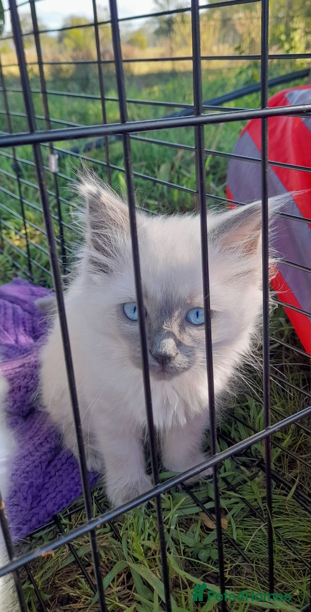 Ragdoll cats for sale: Meet theses beautiful Rag doll kittens today. - Advert 2