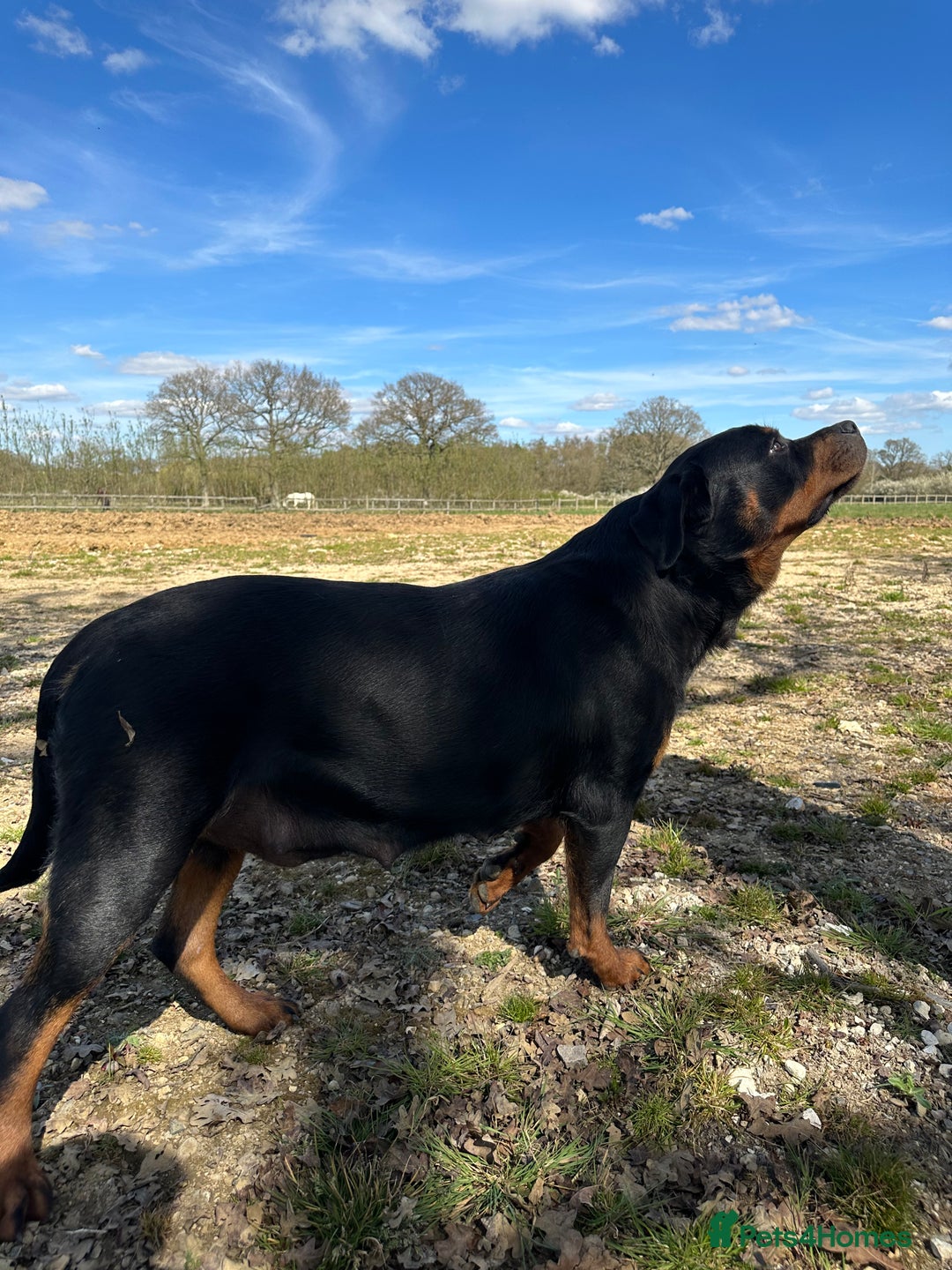 Rottweiler dogs for sale: Stunning chunky Rottweiler puppies - Image 2