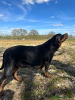 Rottweiler dogs - Advert 5