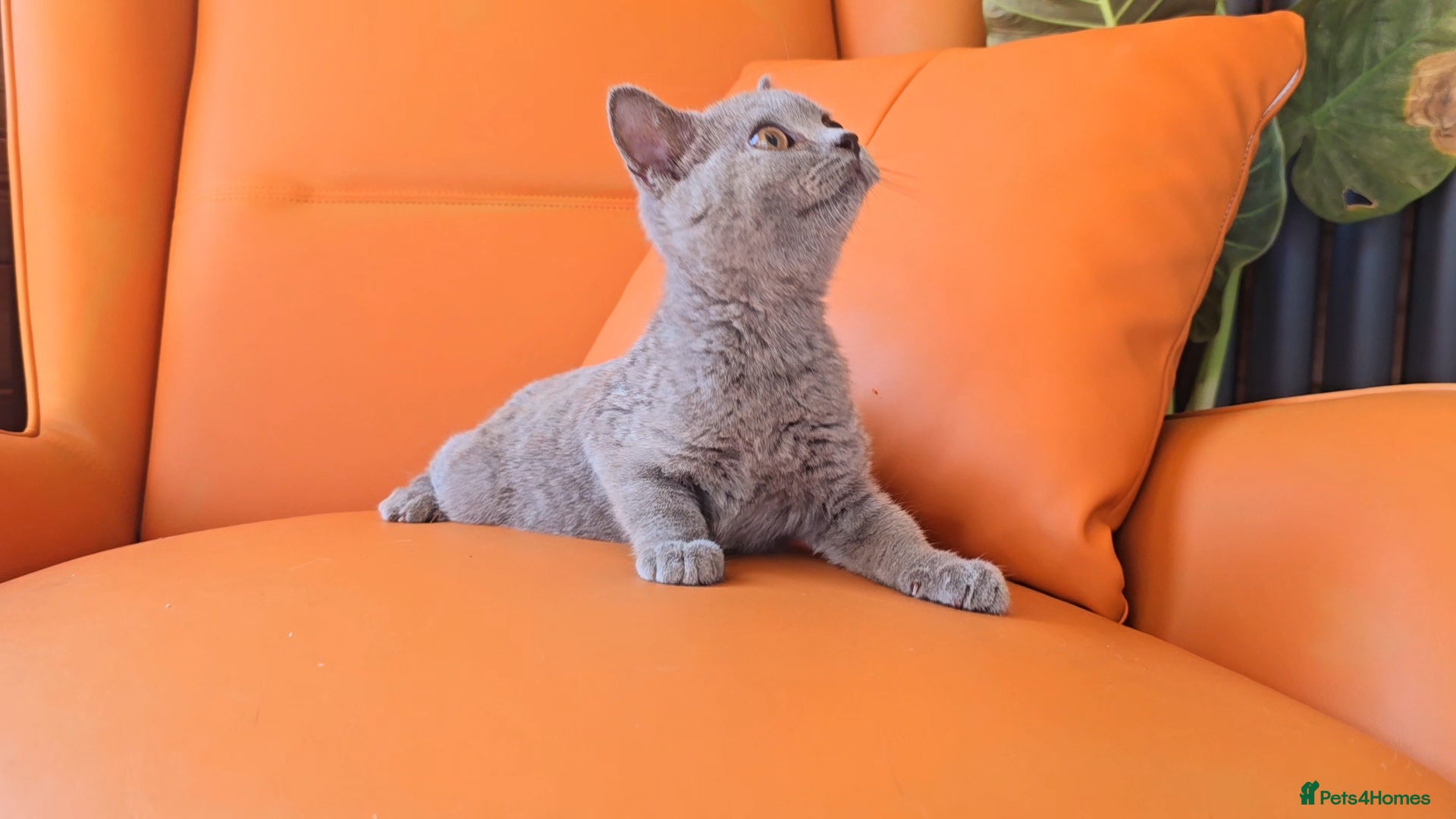 British Shorthair cats Pure Breed British Shorthair Kittens - Advert 7