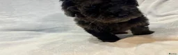 Miniature Poodle dogs for sale: Miniature poodles - Advert 13