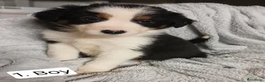 Border Collie 1