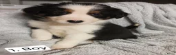 Border Collie dogs for sale: Outstanding Tri-Colour Border Collie Puppies - Advert 2