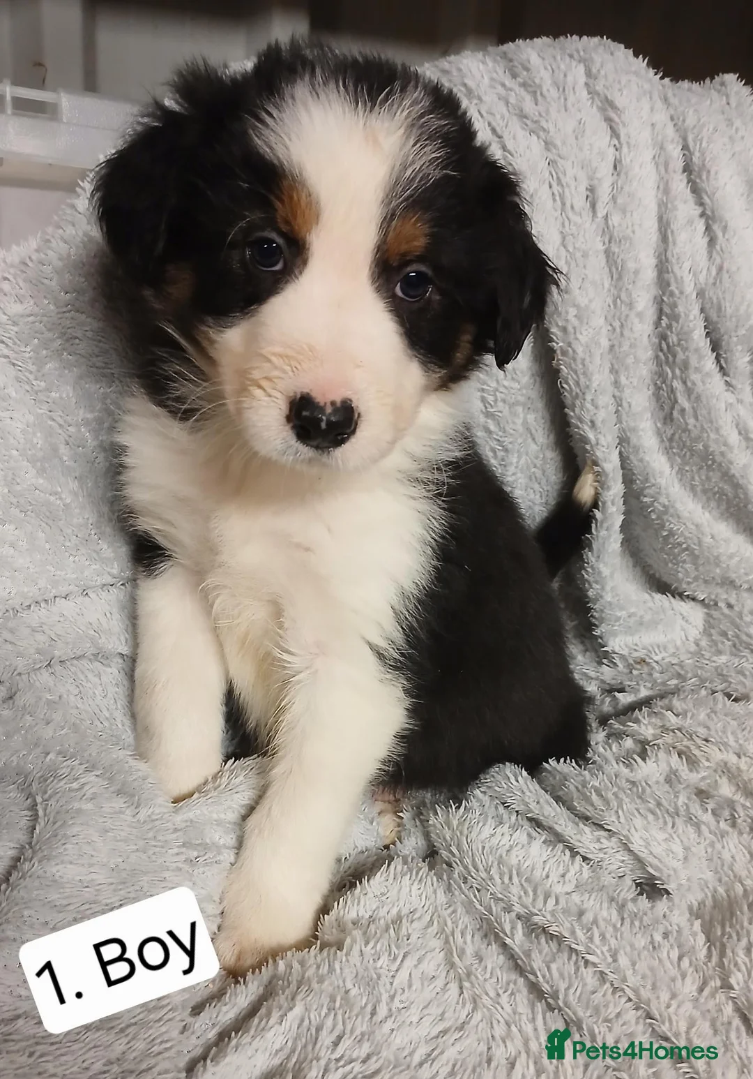 Border Collie dogs for sale: Outstanding Tri-Colour Border Collie Puppies - Advert 2