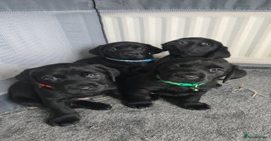 Labrador Retriever dogs - Advert 14