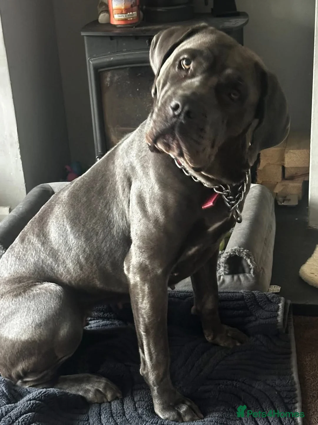 Cane Corso dogs for sale: Cane corso  - Advert 4