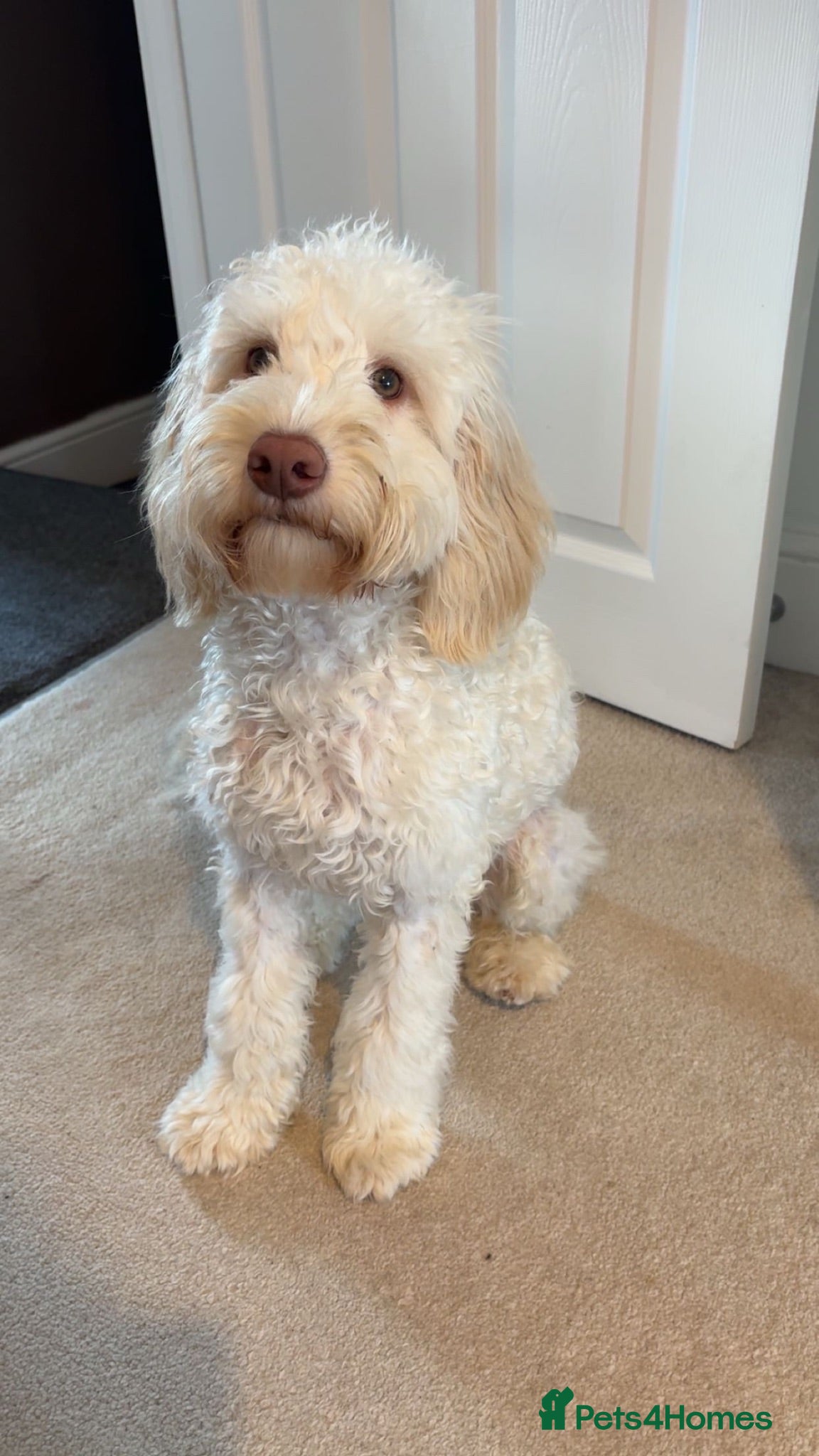 Cockapoo dogs Teddy - 8 month old Cockapoo - Advert 2