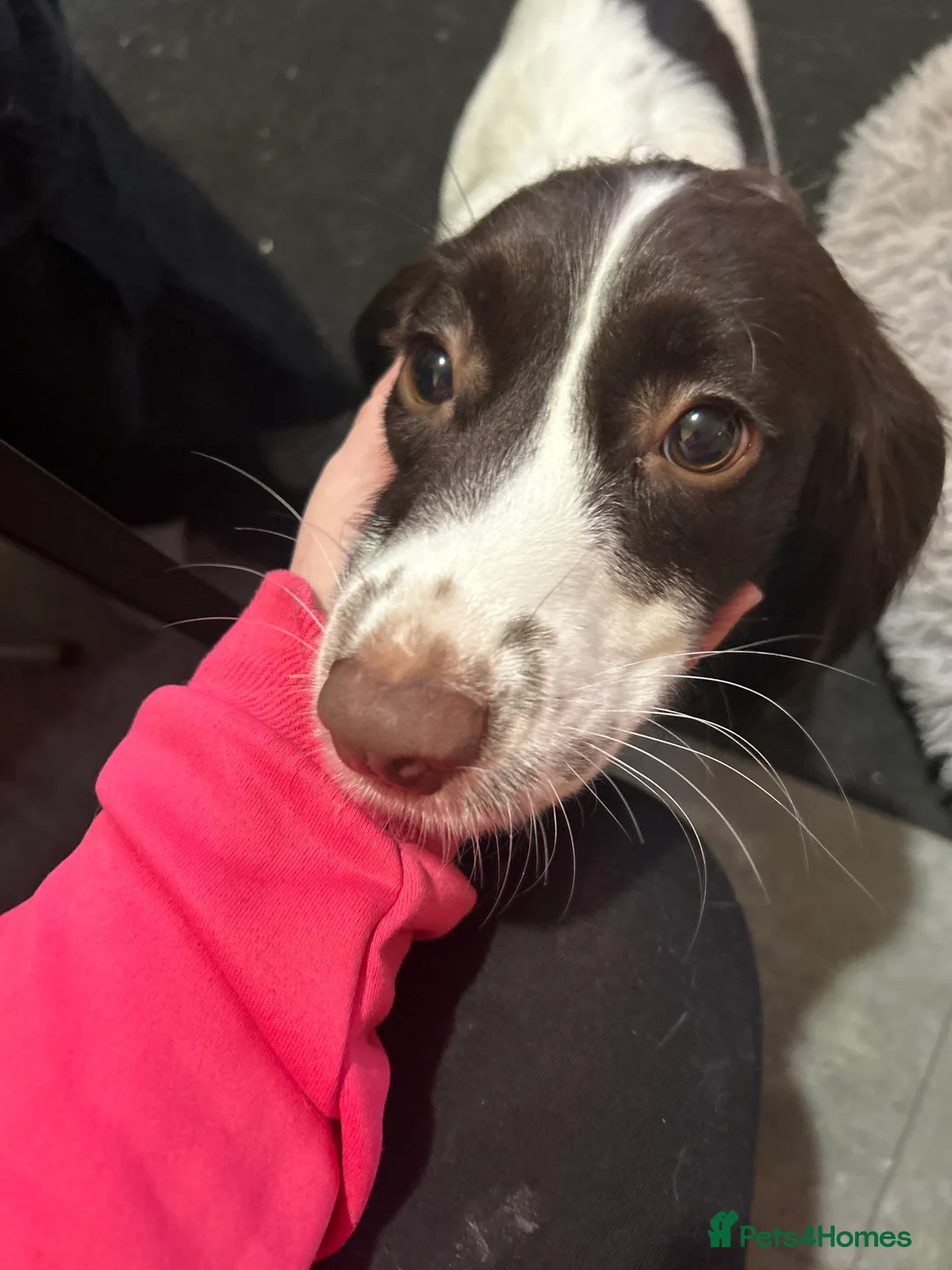 Sprocker dogs for sale: Buttons  - Advert 4