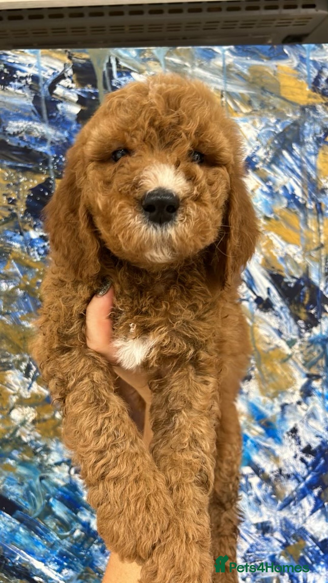 Goldendoodle dogs for sale: Multigenerational Puppies Waiting List - Advert 21