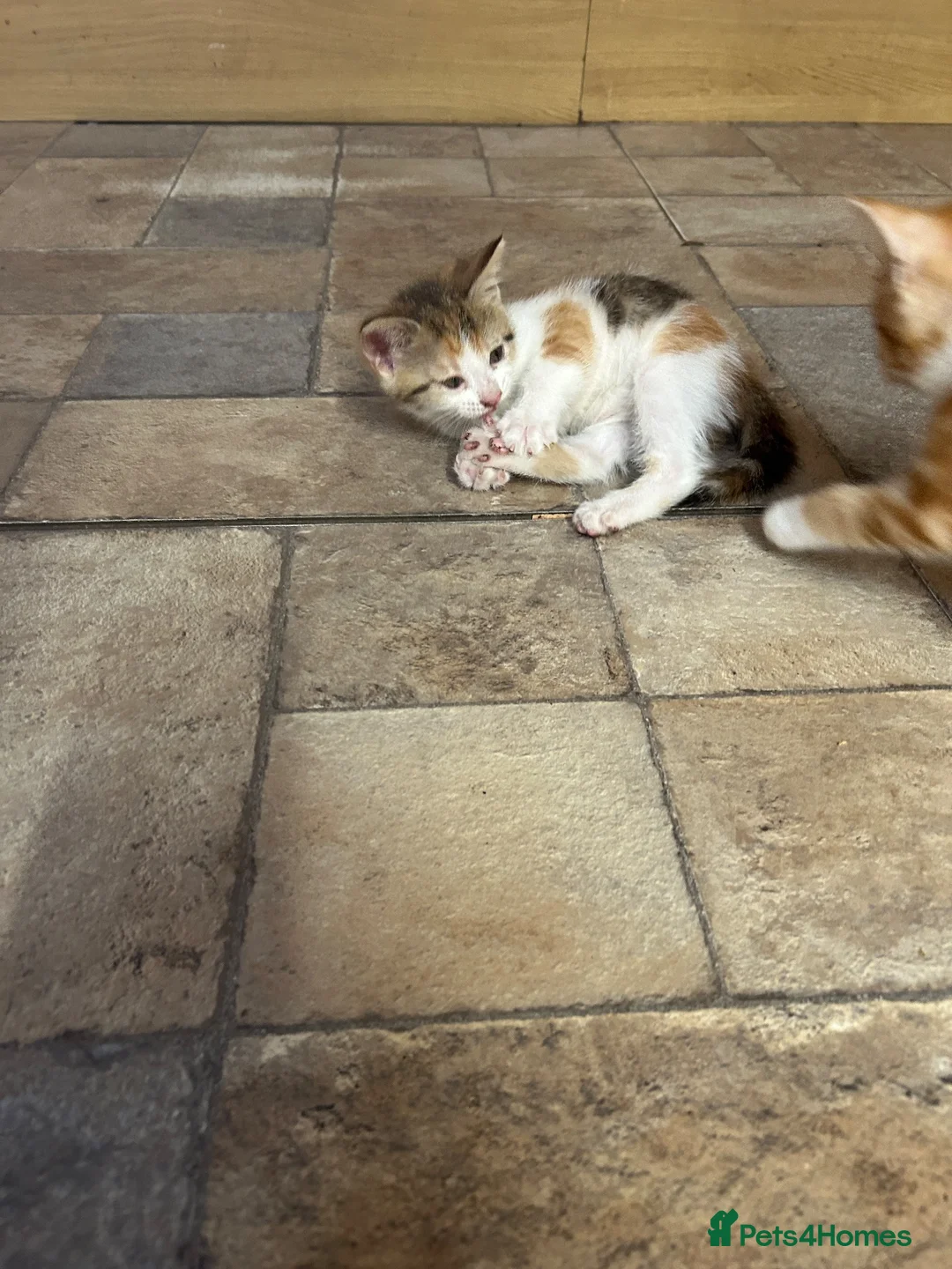 Mixed Breed cats for sale: Farm kitten - Advert 2