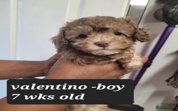 Toy Poodle dogs for sale: Asian toy poodle  - Image 20