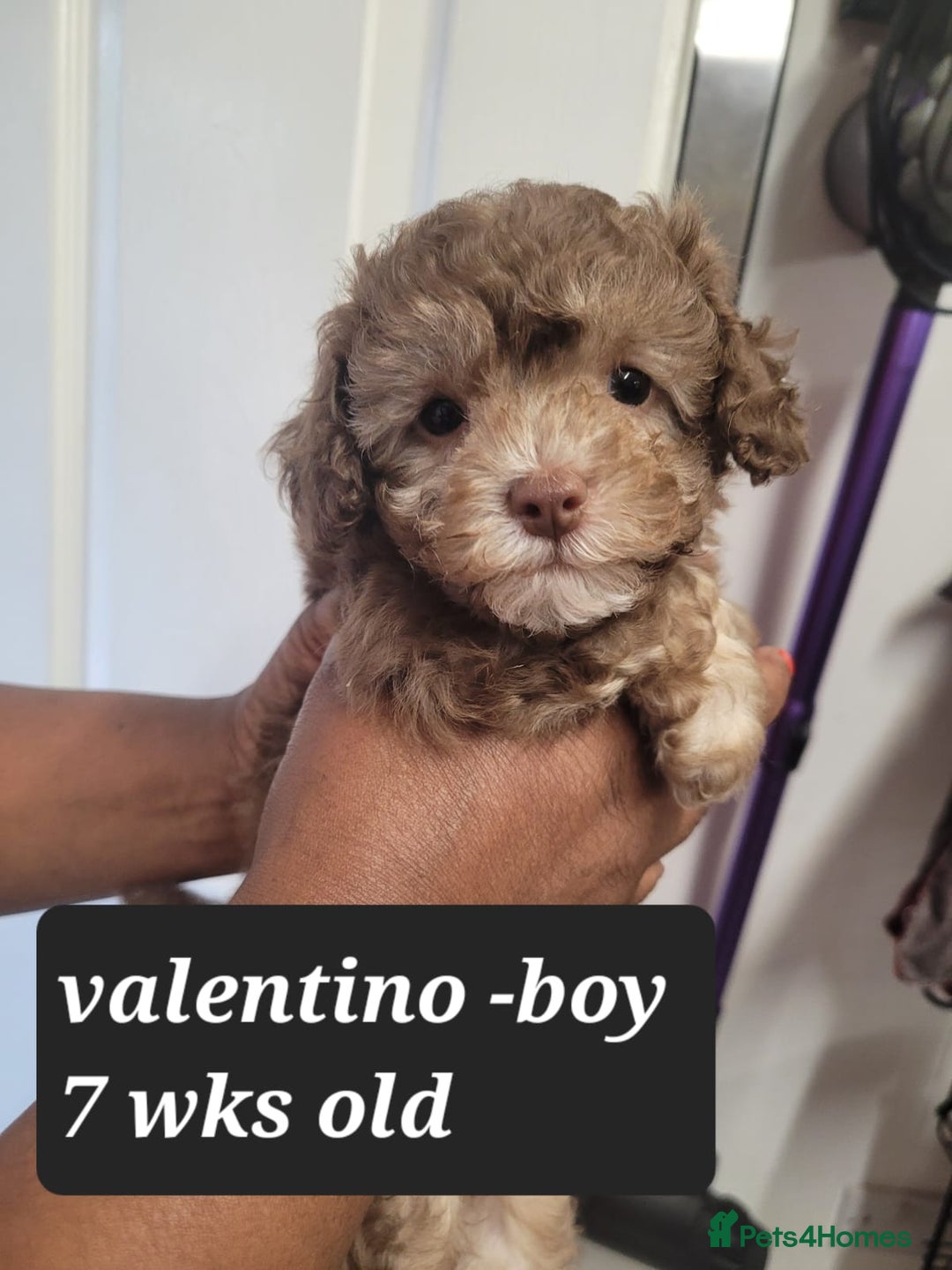 Toy Poodle dogs for sale: Asian toy poodle  - Image 20