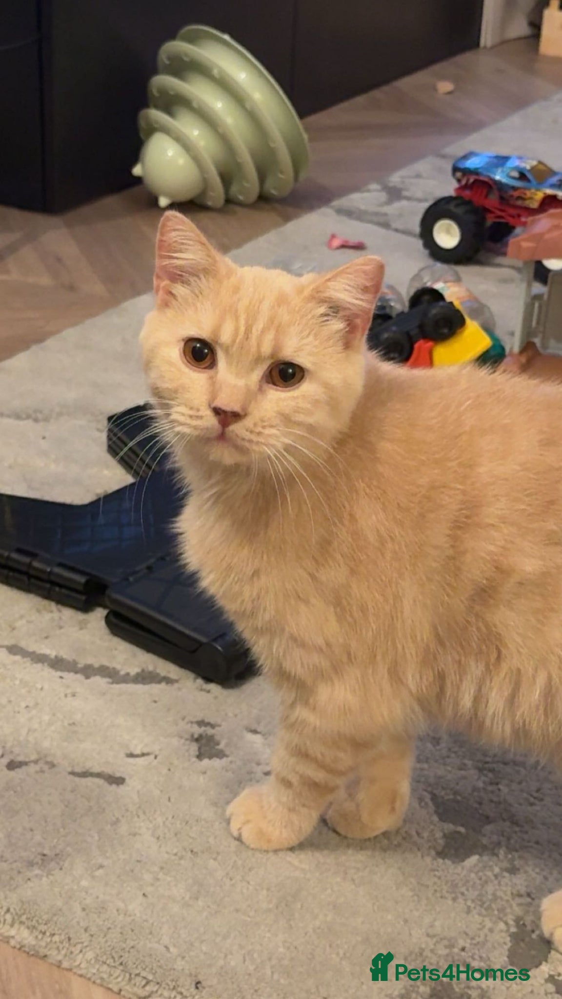 British Shorthair cats British Shorthair- only Cream available. - Advert 2