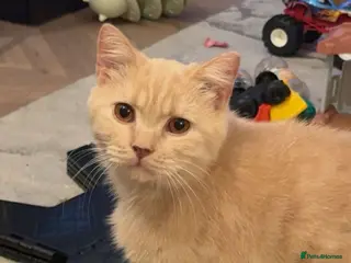 British Shorthair cats British Shorthair- only Cream available. - Advert 4