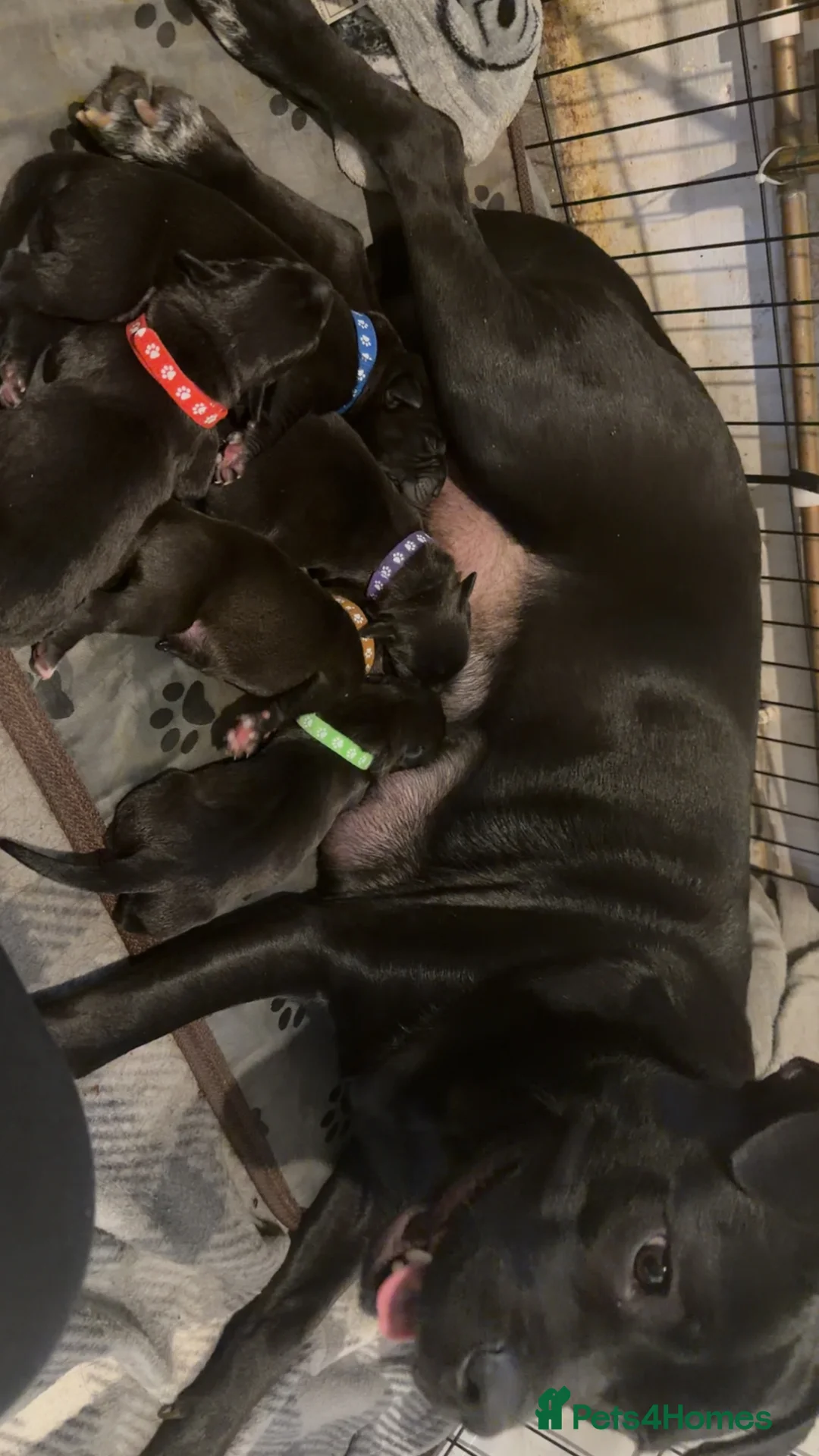 Mixed Breed dogs for sale: 5 beautiful staff cross pups! - Advert 6