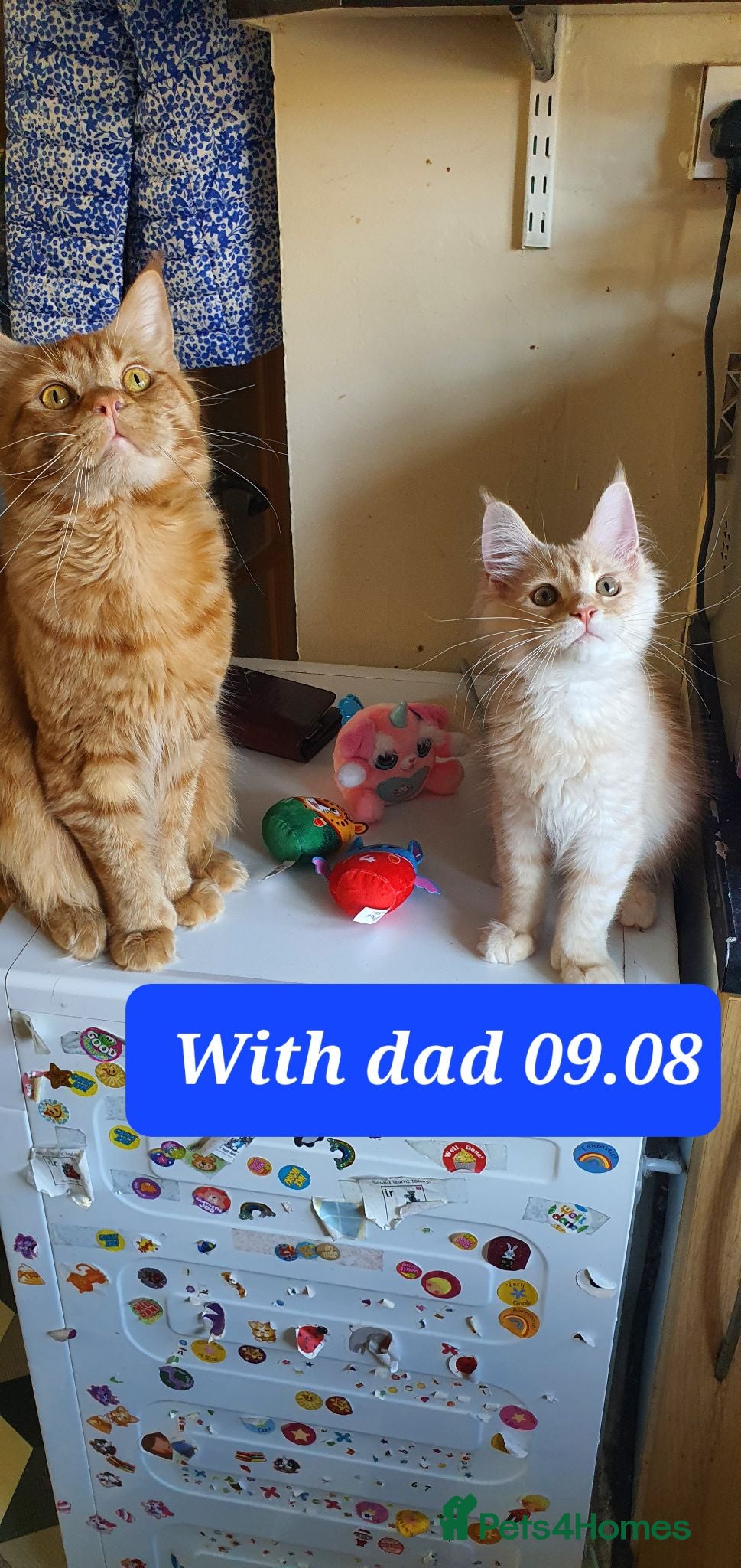 Maine Coon cats Maine coon 😸 Last cream boy left - Advert 2