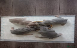 French Bulldog dogs for sale: Beautiful Quality Females Ready To Leave Soon - Image 5