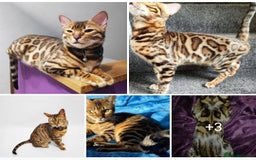 Bengal cats for sale: 🔥 Outstanding Adult Bengal cats Come See 😺 🐾 - Image 2
