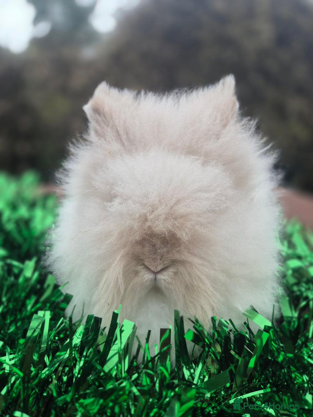 Angora rabbits for sale: Teddydwerg babies 💓💙 READY NOW 😍  - Advert 1