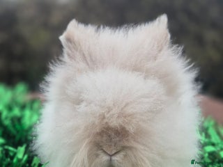 Angora rabbits Teddydwerg babies 💓💙 READY NOW 😍 - Advert 1