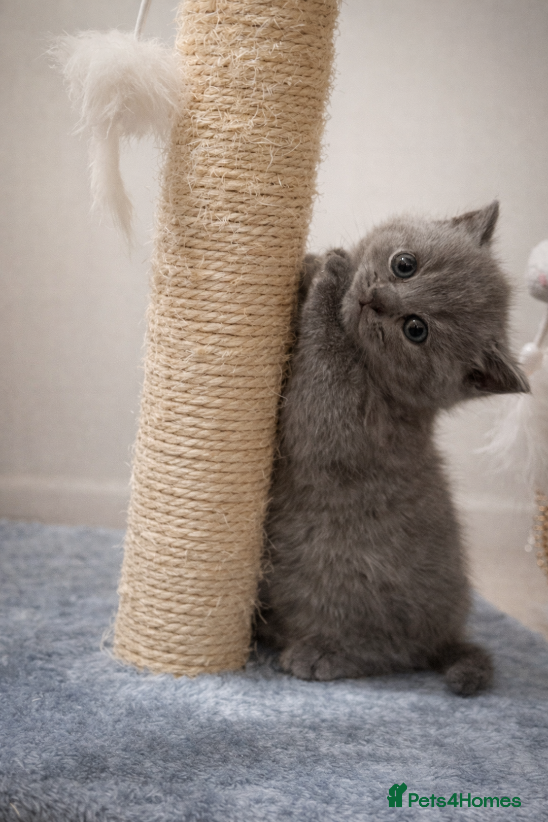 British Shorthair cats for sale: British Shorthair Kittens Looking for Loving Home - Advert 10