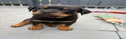 Rottweiler dogs for sale: Rottweiler puppies  - Advert 4