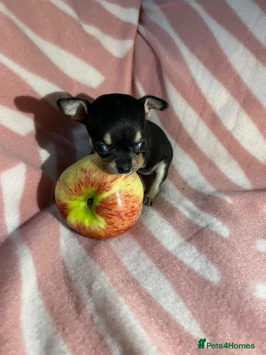 Chihuahua dogs for sale: 2 chihuahua girl puppies  - Advert 11