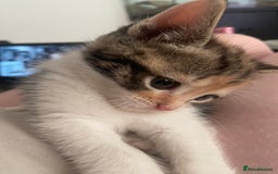 Domestic Shorthair cats for sale: 2 Adorable Female Kittens - Image 6