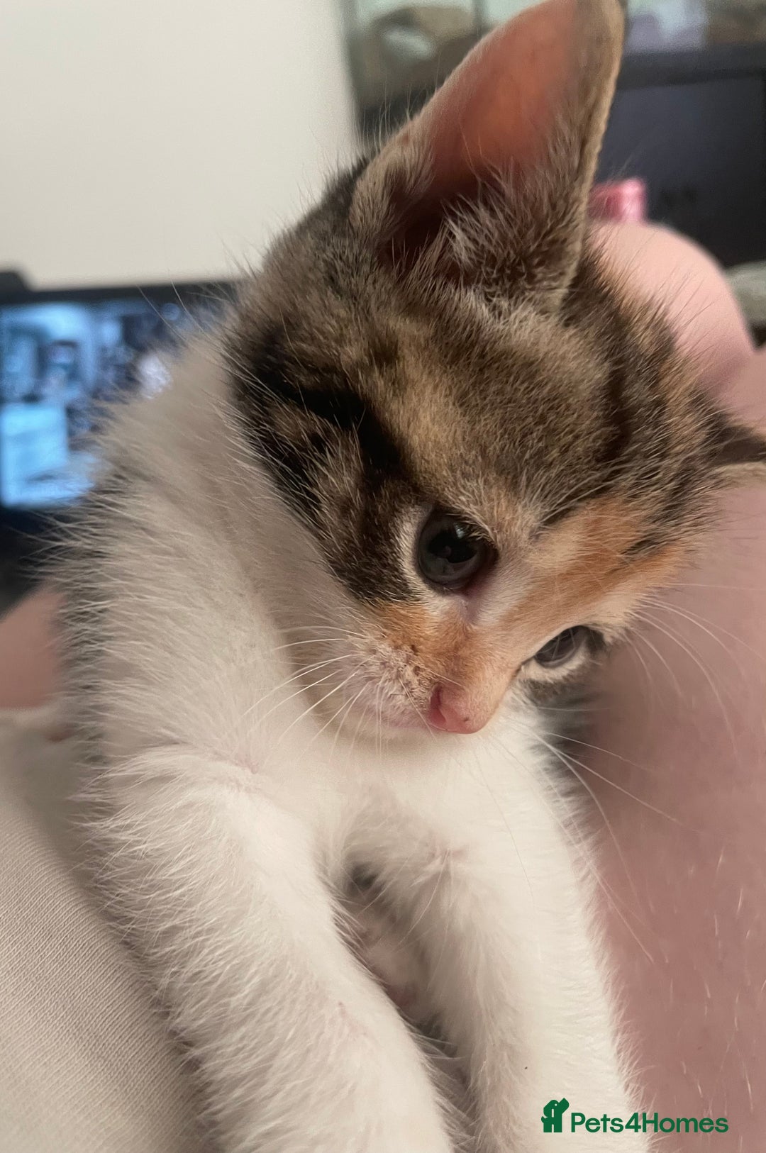 Domestic Shorthair cats for sale: 2 Adorable Female Kittens - Image 6