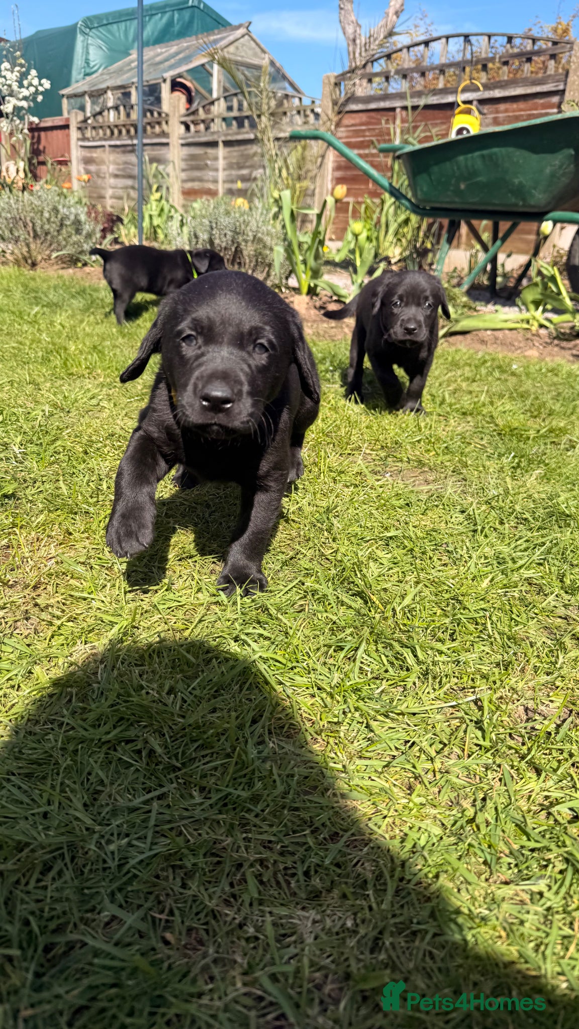 Labrador Retriever dogs Labrador Puppies - 0/0 Hip & Elbows, Working, KC - Advert 14