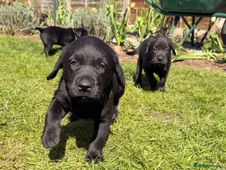 Labrador Retriever dogs Labrador Puppies - 0/0 Hip & Elbows, Working, KC - Advert 14