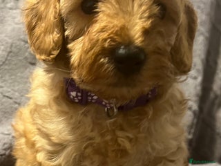 Cavapoochon dogs Cavapoochon Pups. Only 2 pups left .DNA Parents. - Advert 1