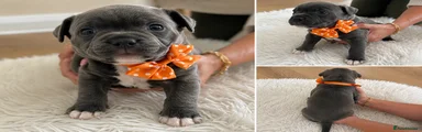 Orange collar 