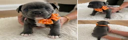 Staffordshire Bull Terrier dogs for sale: 👉 KC Blue Staffy Puppies – DNA Clear🔥 - Advert 17