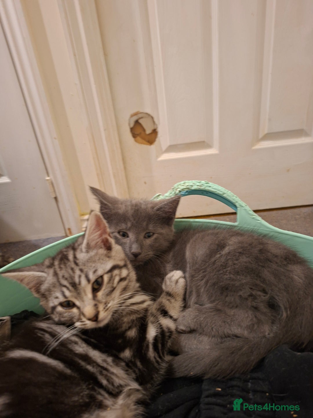 Maine Coon cats for sale: Beautiful, friendly playful Maine Coon cross kits - Advert 34