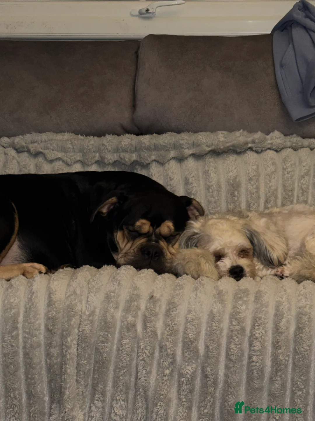 Mixed Breed dogs for sale: Shih-boodle - Advert 1